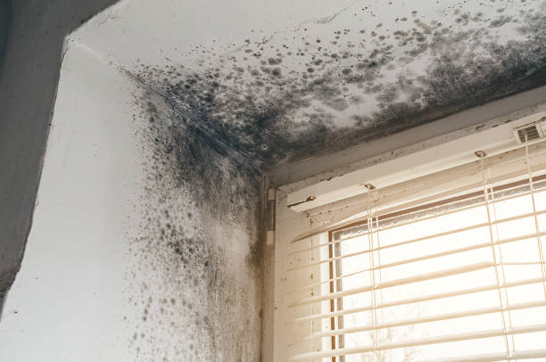 Trusted Bathroom Mold Removal service in Union, NJ - Cheap Mold Removal